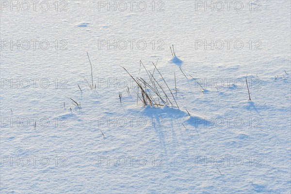 Vegetation trapped in ice in the swamps. Bas-Rhin, Alsace, Grand Est, France, Europe