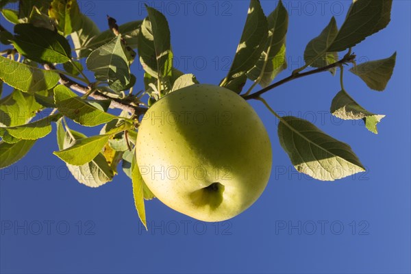 Apple (Malus domestica) tree branch with yellow fruit in late summer, Quebec, Canada, North America