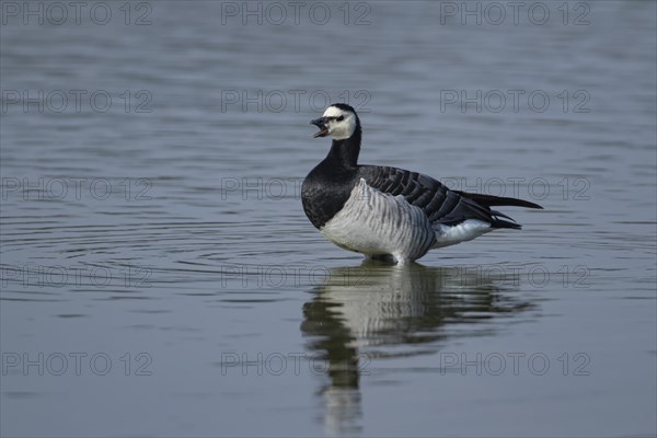 Barnacle goose (Branta leucopsis) adult bird calling whilst standing in a shallow lagoon, Suffolk, England, United Kingdom, Europe