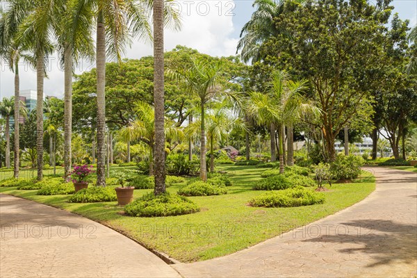 Palm collection in city park in Kuching, Malaysia, tropical garden with large trees and lawns, gardening, landscape design. Daytime with cloudy blue sky, Asia