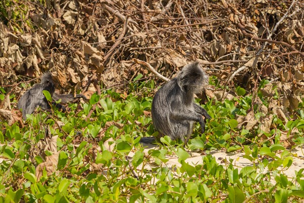 Silvery lutung or silvered leaf langur monkey (Trachypithecus cristatus) feeding in Bako national park on the sand beach. Borneo, Malaysia, Asia