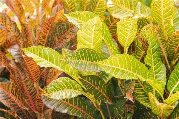 Colorful pink, green, yellow Croton leaves Background, sunny day at tropical park, selective focus, copy space