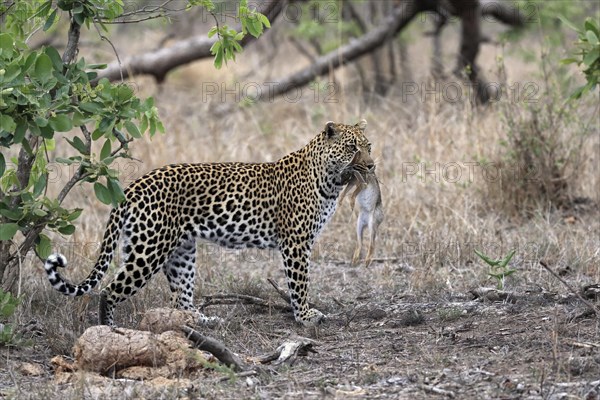 Leopard (Panthera pardus), adult, carrying prey, running, Sabi Sand Game Reserve, Kruger NP, Kruger National Park, South Africa, Africa