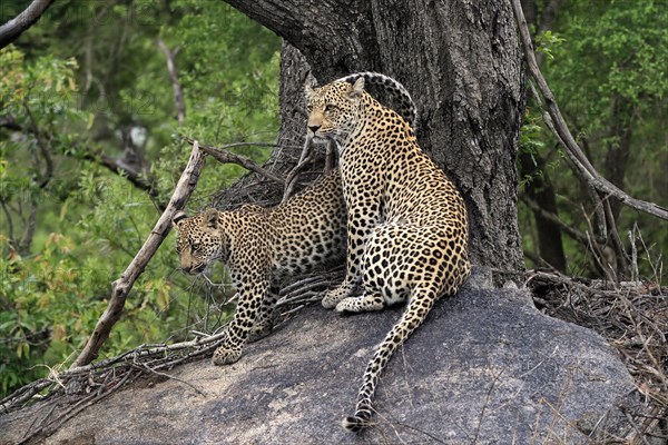 Leopard (Panthera pardus), adult with young, observed, alert, sitting, on rocks, Sabi Sand Game Reserve, Kruger NP, Kruger National Park, South Africa, Africa