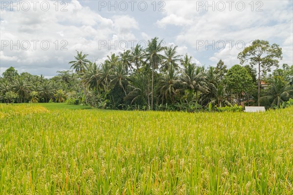 Rice fields in countryside, Ubud, Bali, Indonesia, green grass, large trees, jungle and cloudy sky. Travel, tropical, agriculture, Asia