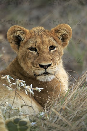 Lion (Panthera leo), young, portrait, Sabi Sand Game Reserve, Kruger National Park, Kruger National Park, South Africa, Africa