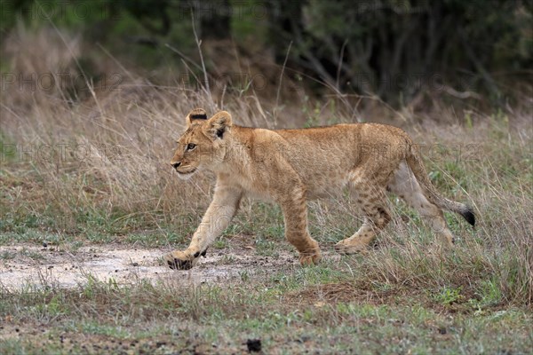 Lion (Panthera leo), young, stalking, alert, Sabi Sand Game Reserve, Kruger National Park, Kruger National Park, South Africa, Africa