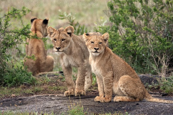 Lion (Panthera leo), cubs, three, siblings, vigilant, Sabi Sand Game Reserve, Kruger National Park, Kruger National Park, South Africa, Africa