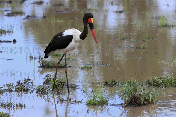 Saddle-billed stork (Ephippiorhynchus senegalensis), adult, foraging, in the water, Kruger National Park, Kruger National Park, South Africa, Africa