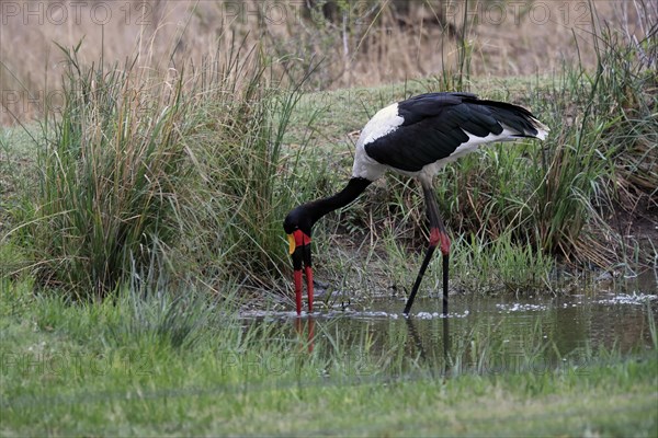 Saddle-billed stork (Ephippiorhynchus senegalensis), adult, foraging, in the water, Sabi Sand Game Reserve, Kruger National Park, Kruger National Park, South Africa, Africa