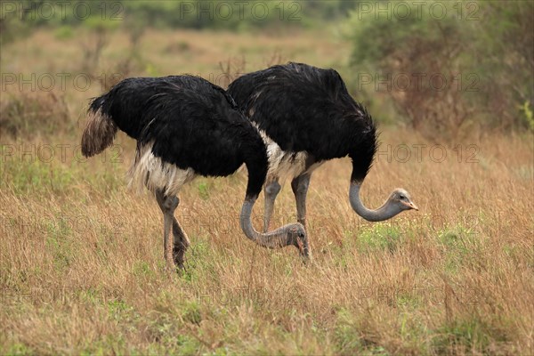 South african ostrich (Struthio camelus australis), adult, male, two males, foraging, feeding, flightless, Kruger National Park, Kruger National Park, South Africa, Africa