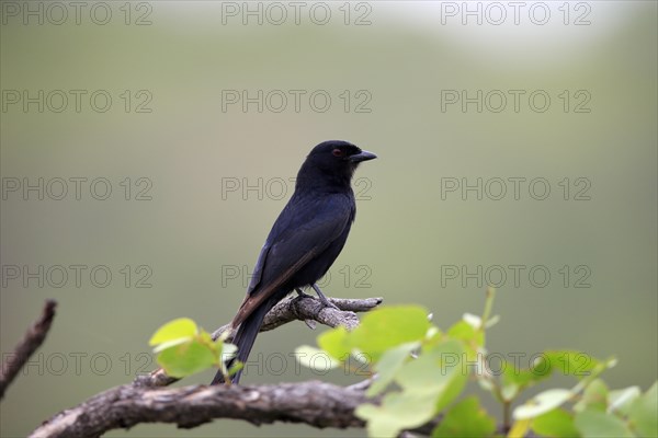 Fork-tailed drongo (Dicrurus adsimilis), adult on tree, Kruger National Park, Kruger National Park, South Africa, Africa