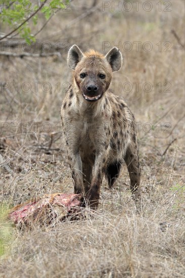 Spotted hyena (Crocuta crocuta), adult, with prey, Sabi Sand Game Reserve, Kruger National Park, Kruger National Park, South Africa, Africa