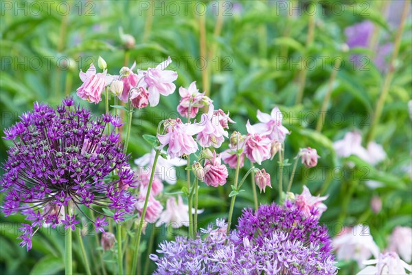 Beautiful columbine or aquilegia pink flowers in the garden, selective focus