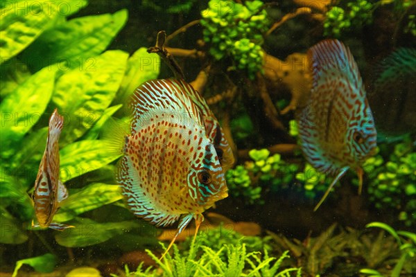 Colorful Discus fish floating in the aquarium with decorative water plants background