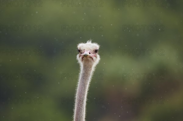 Common ostrich (Struthio camelus) in the rain, portrait, captive, distribution Africa