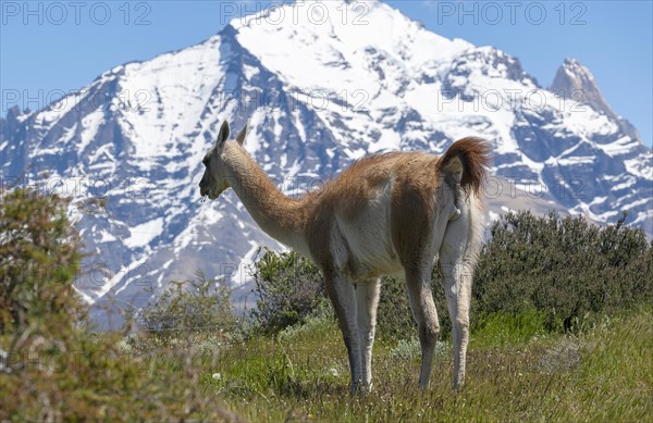 Guanaco (Llama guanicoe), Huanako, Torres del Paine National Park, Patagonia, End of the World, Chile, South America