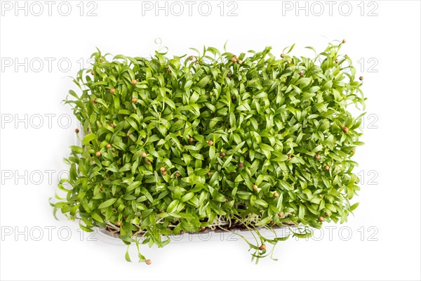 Plastic box with microgreen sprouts of cilantro isolated on white background. Top view, flat lay, close up
