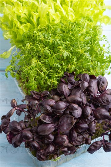 Set of boxes with microgreen sprouts of marigold, basil, lettuce on blue wooden background. Side view, close up