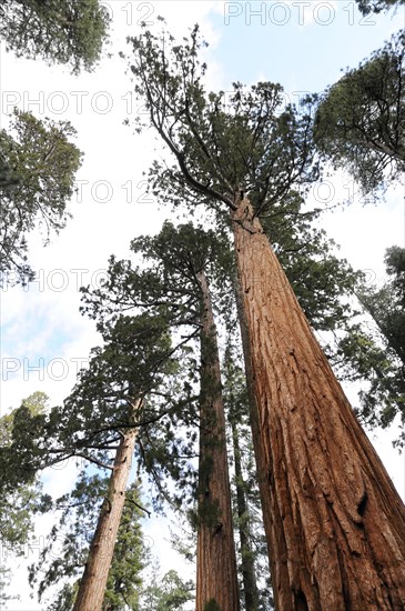 Sequoias in Mariposa Grove, Yosemite National Park, California, USA, North America