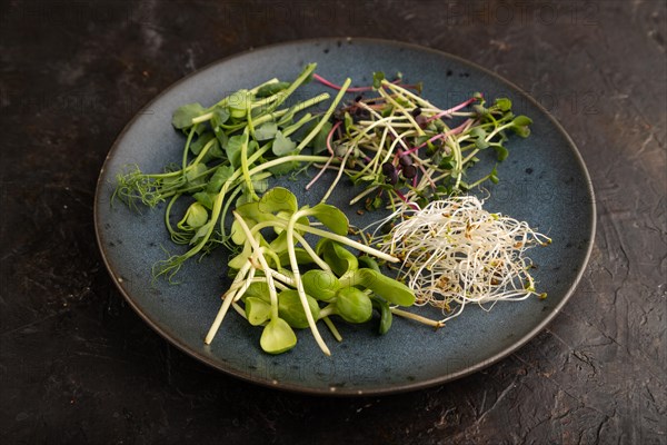 Blue ceramic plate with microgreen sprouts of green pea, sunflower, alfalfa, radish on black concrete background. Side view, close up