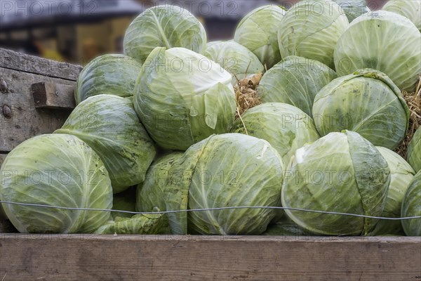 White cabbage (Brassica oleracea var. capitata f. alba) on a wooden cart, Kappesmarkt, Raesfeld, Muensterland, North Rhine-Westphalia, Germany, Europe