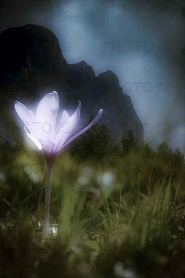 Meadow saffron (Colchicum autumnale) in front of Dolomite peak, Corvara, Dolomites, Italy, Europe