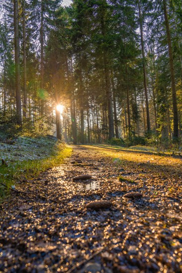 Morning sun reflected on a damp forest path with vivid colours, Unterhaugstett, Black Forest, Germany, Europe