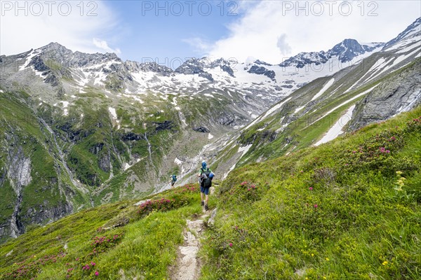 Mountaineer on hiking trail in picturesque mountain landscape with blooming alpine roses, in the background mountain peak Grosser Loeffler and Oestliche Floitenspitze with glacier Floitenkees, valley Floitengrund, Berliner Hoehenweg, Zillertal Alps, Tyrol, Austria, Europe