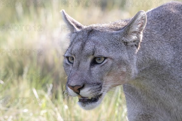 Cougar (Cougar concolor), silver lion, mountain lion, cougar, panther, small cat, Torres del Paine National Park, Patagonia, end of the world, Chile, South America