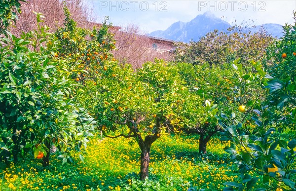 Orange trees (Citrus x sinensis L.) with ripe oranges loaded with fruit in a rural garden, plantation with blooming yellow flowers, the mountains rise picturesquely in the background, valley of Soller, Biniaraix, Majorca, Spain, Europe