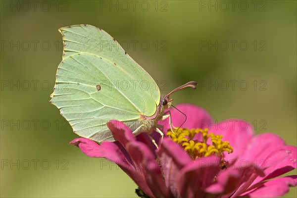 Brimstone (Gonepteryx rhamni), foraging, on a garden flower, Oberhausen, Ruhr area, North Rhine-Westphalia, Germany, Europe