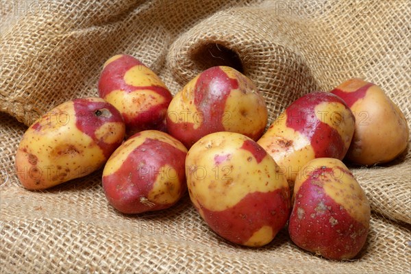 Potatoes of the Celebration variety, rarity
