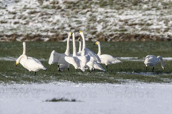 Whooper swans (Cygnus cygnus), Emsland, Lower Saxony, Germany, Europe