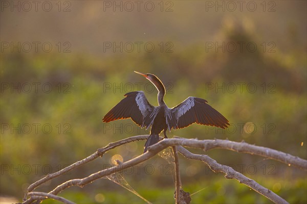 American darter (Anhinga anhinga) Pantanal Brazil