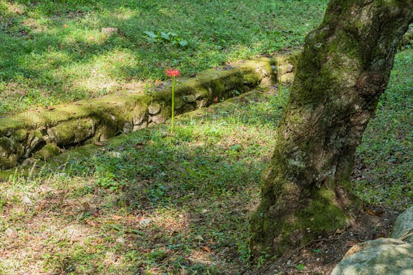 Single spider lily growing next to man made gully in mountain park in Gimje-si, South Korea, Asia