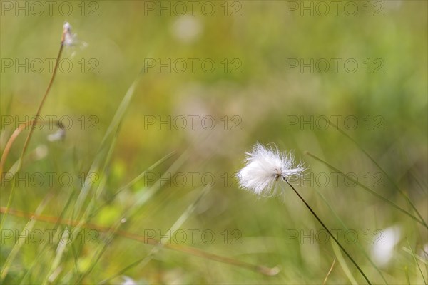 Hare's-tail cottongrass (Eriophorum vaginatum), landscape, nature photograph, close-up, summer, blurred background, Aseral, Agder, Norway, Europe