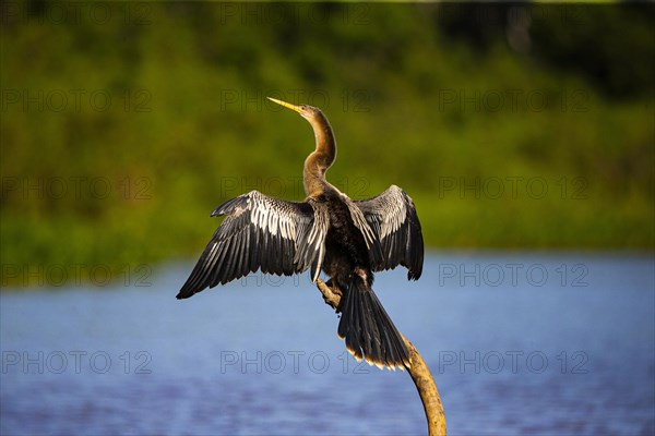 American darter (Anhinga anhinga) Pantanal Brazil