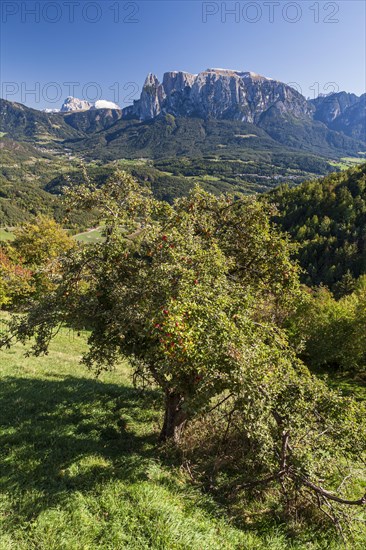 Apple tree in late summer in front of mountains in the sun, Ritten, behind Schlern, South Tyrol, Italy, Europe