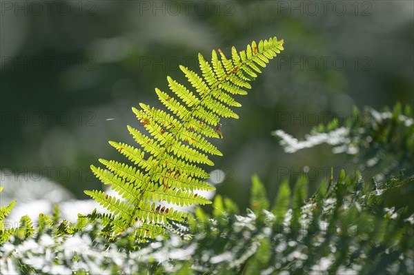 Bracken (Pteridium aquilinum), fern fronds, Lower Saxony, Germany, Europe