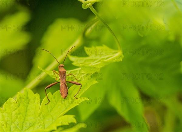 Extreme closeup of brown beetle on leaf of green plant with blurred background