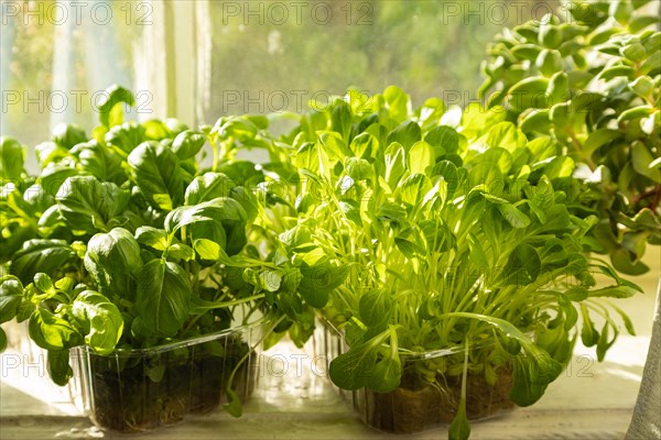 Boxes with microgreen sprouts of lettuce and basil on white windowsill. Daylight, natural sunlight. Side view, close up, selective focus