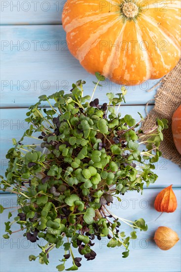 Microgreen sprouts of radish with pumpkin on blue wooden background. Top view, flat lay, close up