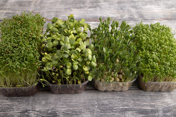 Set of boxes with microgreen sprouts of green pea, cilantro, sunflower, watercress on gray wooden background. Side view, copy space
