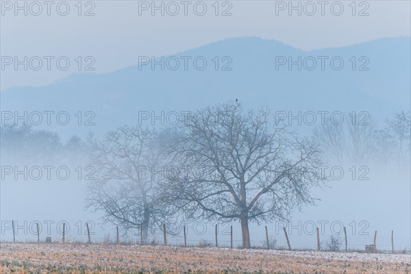 Morning calm in the lowlands in the winter months. Bas-Rhin, Alsace, Grand Est, France, Europe