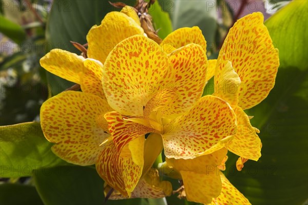 Yellow and orange Indian Shot (Canna) in summer, Quebec, Canada, North America