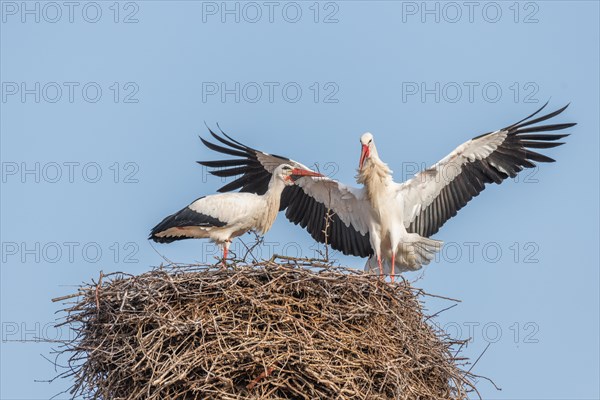 White stork (Ciconia ciconia) in the mating season in early spring, Bas-Rhin, Alsace, Grand Est, France, Europe