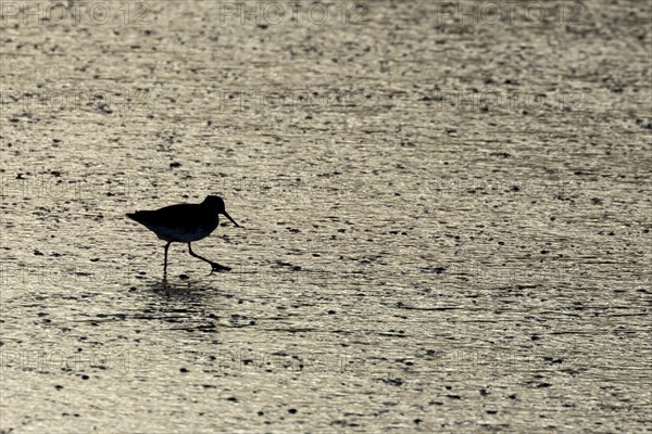 Common redshank (Tringa totanus) adult bird walking on a mudflat, Norfolk, England, United Kingdom, Europe