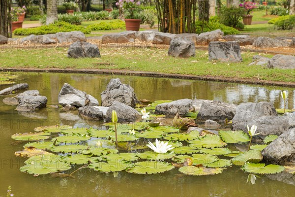 Palm collection in city park in Kuching, Malaysia, tropical garden with large trees, pond with small waterfall, waterlily, gardening, landscape design. Daytime with cloudy blue sky, Asia