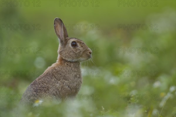 Rabbit (Oryctolagus cuniculus) adult animal in a summer meadow, Nofolk, England, United Kingdom, Europe
